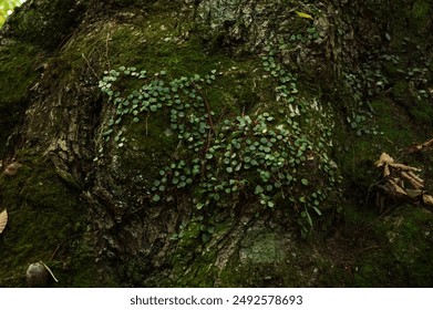 重生空间八零小军嫂