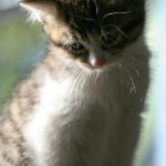 苹果完整版在线观看 71c6vs