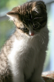 苹果完整版在线观看