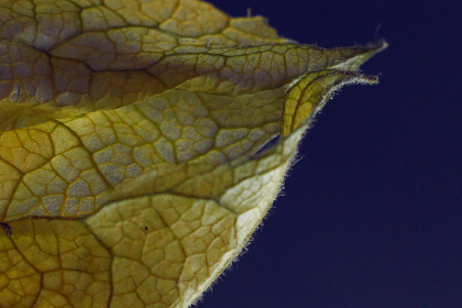 黑料吃瓜大事件,黑料设社