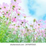 手机av在线观看 b07j2d25