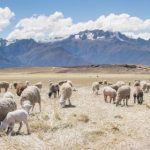 手机在线播放国产女主播 gqyva3o092