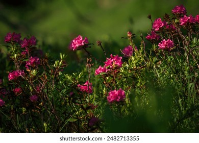 六六六女人裸体艺术