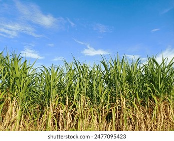 蛙漫官网官网,蛙防走失站 漫画