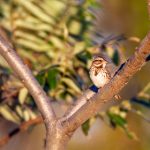 快看漫画官网下载:畅享海量漫画资源的最佳途径 0qiz6