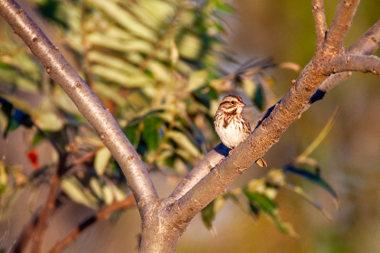 快看漫画官网下载：畅享海量漫画资源的最佳途径