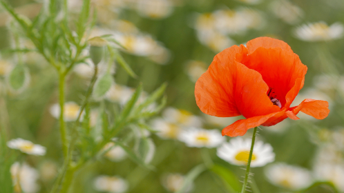 tv listings zap2it local listings：获取最新本地电视节目表，轻松安排观影时间