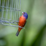 宇都宫紫苑百度百科:探索这位日本偶像的成长历程与成就 2q1m7