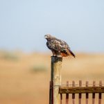 奇妙动漫:探索奇幻世界中的无尽创意与感动 6n9x9hq14