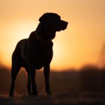 你比星光美丽电视剧免费观看:畅享浪漫爱情故事,感受星光下的美丽瞬间 7n3k14h