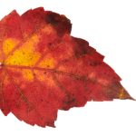 吃瓜爆料91:揭秘娱乐圈最新八卦与内幕 elgo2g