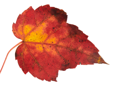 吃瓜爆料91：揭秘娱乐圈最新八卦与内幕