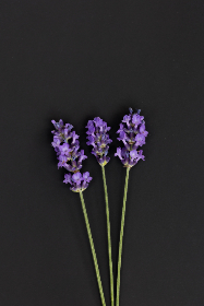 夸克网盘在哪：详细指南教你快速找到下载链接