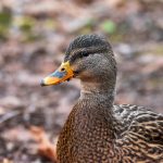 如何快速找到并使用e站网址下载资源 fe43z5qno