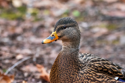 如何快速找到并使用e站网址下载资源