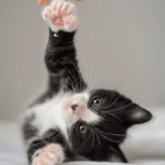 如何在Firestick上下载最佳IPTV应用程序 j43v9tdw