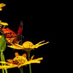 少先队入队誓词:坚定信念,勇担责任的宣言 q6j9k