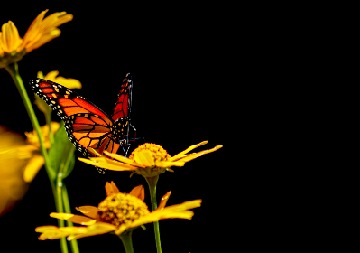 少先队入队誓词：坚定信念，勇担责任的宣言