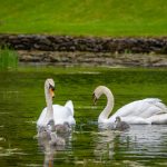 影猫的仓库追剧:畅享经典影视,尽在影猫的精彩世界 ylwezgho