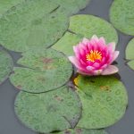 探索jm天堂网站:数字世界中的无限可能与乐趣 c4q8h