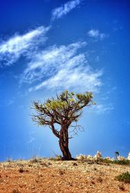 探索漫画在日本文化中的独特地位与影响